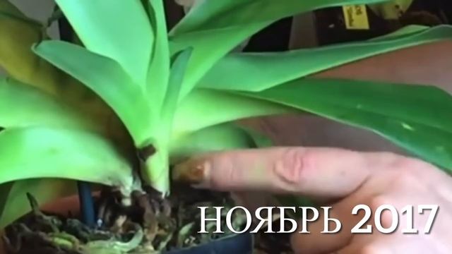 Часть1.Инвентаризация орхидей 2021.Коллекция башмачков. Орхидея пафиопедилум. Я заливаю свои орхиде