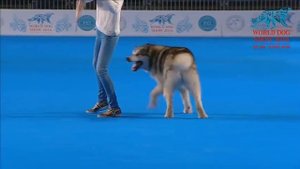 FCI Dog dance World Championship 2016 –Heelwork to music final - Ilina Polina and Indi (Russia)