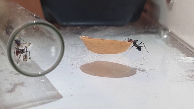 Iridomyrmex purpureus/ мясной муравей. знакомство. смотреть онлайн