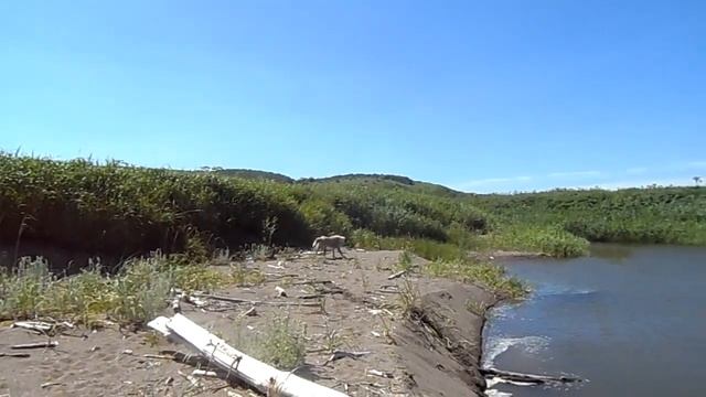 о.Сахалин.. п. Взморье.. Пёсий выкупас..)) смотреть онлайн