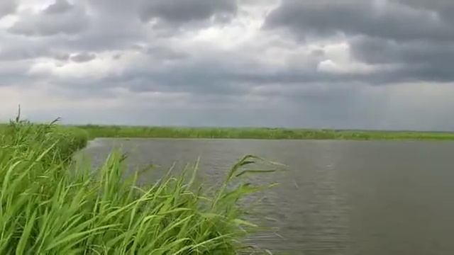 Зарыбление прудов мальком пресноводного лобстера #австралийскийкрасноклешневойрак смотреть онлайн