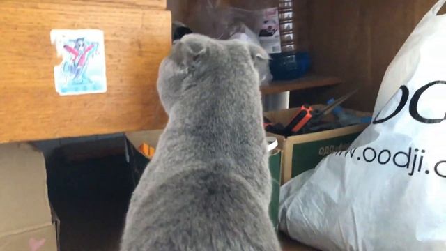 Как спасти кота? Что делать, если кот попал в беду: рекомендации, Кошкиспас и как найти волонтеров