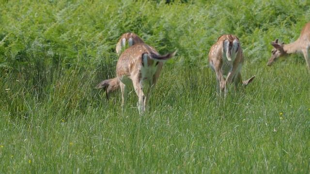 OMD EM1.2 with 70 - 300 lens video test смотреть онлайн