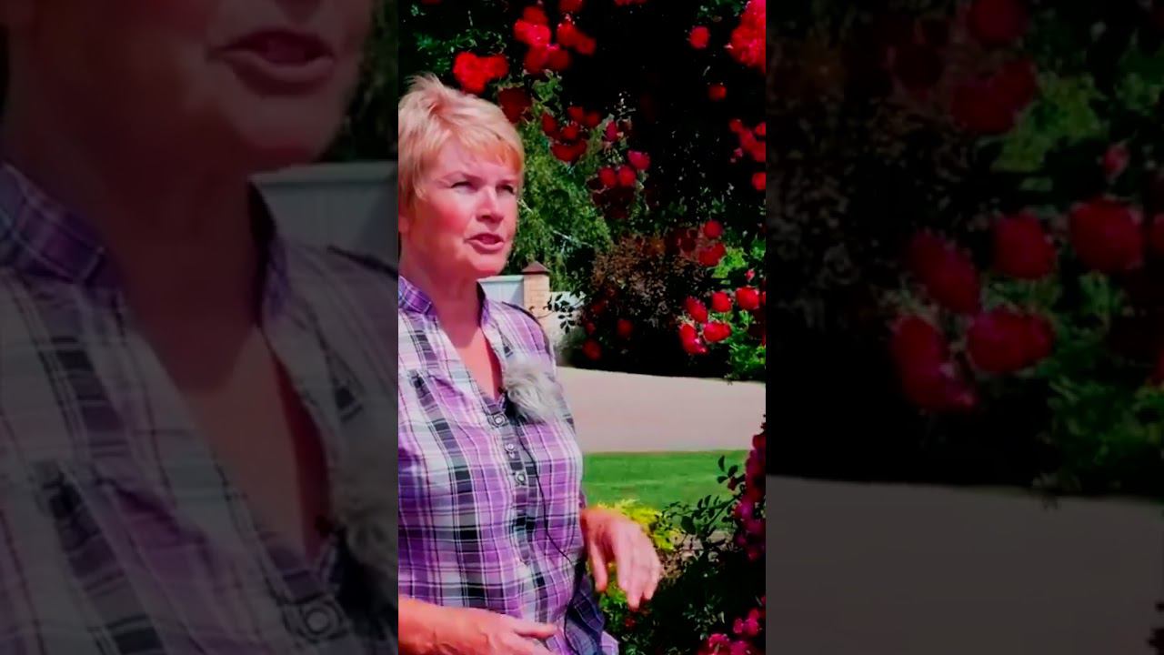 Роза Эксцельза Excelsa   сорт для украшения арки 2