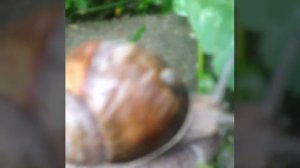 ДЕТИ УЛИТКИ