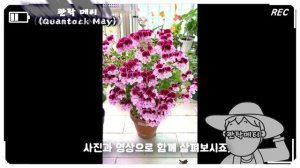 (제라늄#28)_🌷 콴탁4종세트(콴탁더블다이먼, 콴탁메티, 콴탁메이, 콴탁커스티) (리갈 regals 제라늄 Geranium, 펠라고늄 Pelargonium) 🌱 유럽제라늄,