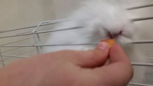 Ангорский кролик . Angora white rabbit