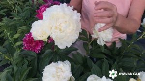 James Lewis peony. Джэймс Льюис пион. Пулков сад (2022 г)