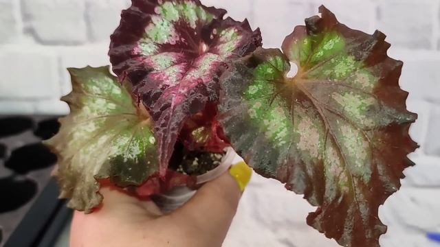 Детки бегоний на 18.06.23 смотреть онлайн