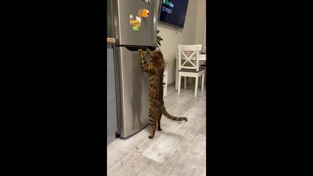 Самые смешные животные / Приколы с животными Приколы с котами и собаками 2022 #29