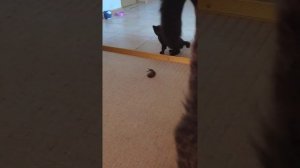 Кошка учит котят ловить мышей
