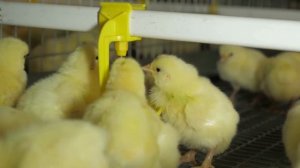 Поение для бройлеров