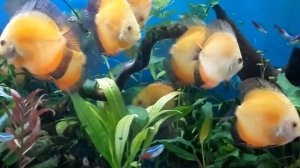 Дискусы в аквариуме-травнике на 140 литров - это реально!