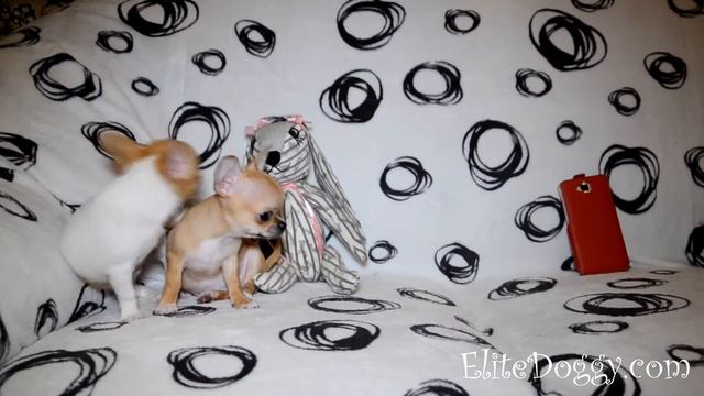 Забавные щенки чихуахуа, маленькие задаваки. EliteDoggy..com