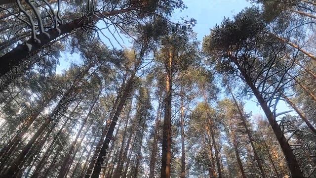 Зимний лес  природная красота