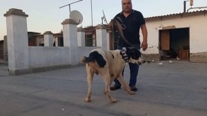 В гостях у Азата обзор его алабаев!