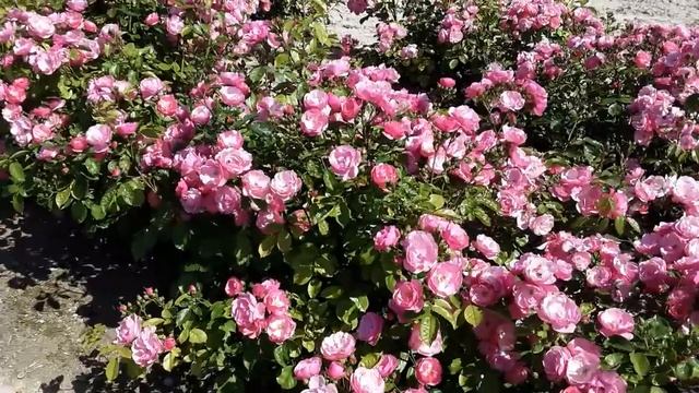 Роза Анжела.Питомник роз Полины Козловой rozarium.biz смотреть онлайн