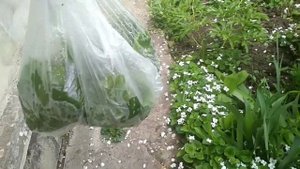 КАК ЗАГОТОВИТЬ ТРАВЫ НА ЗИМУ ДЛЯ УЛИТАК АХАТИН