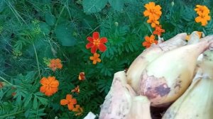 отличный сорт лука-БИРНФОРНИГЕ.С  0.5кг.я вырастила-25кг.