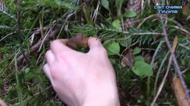 ОСІННІ ГРИБИ В КАРПАТАХ.БІЛІ ГРИБИ,ОПЕНЬКИ 2020. ПРОФІЛАКТИКА КОРОНАВІРУСУ.ДАВНО Я ТИЛЬКО НЕ НАХОДИ