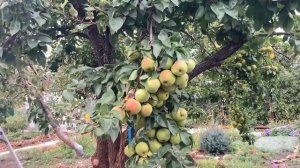 Как добиться такого урожая груш с одного дерева?! Впервые за 40 лет! Часть 1