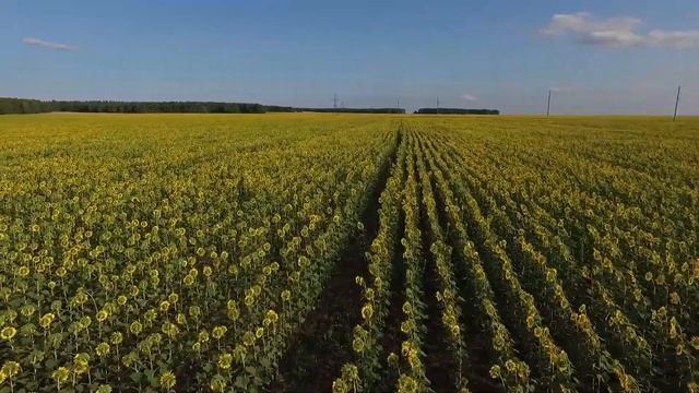 Поле подсолнухов смотреть онлайн