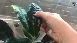 Обзор сортов кротона Космос/Space, Розовый Эбурнеум/Pink Eburneum (Радуга/Rainbow) и Chompoo Thawee