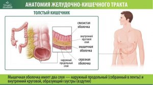 Толстый кишечник