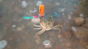 Краб каннибал (крабовая палочка)