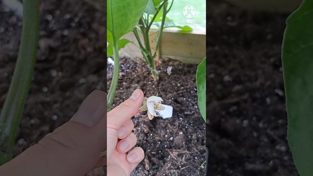 Мой первый баклажан 🍆