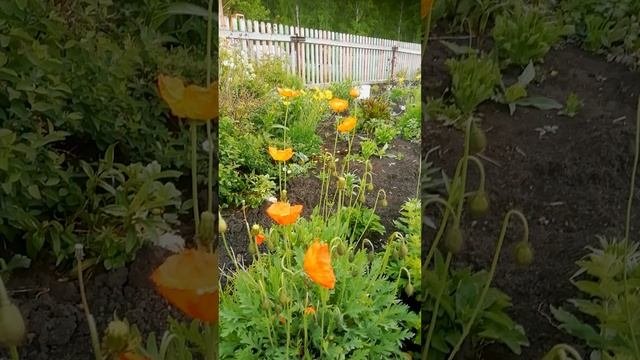 Мак Сибирский голостебельный.?