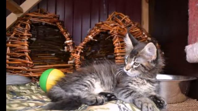 Иоланда. Видео мейн кун котят Питомника мейн кунов MisterCoon* (Мистер Кун)