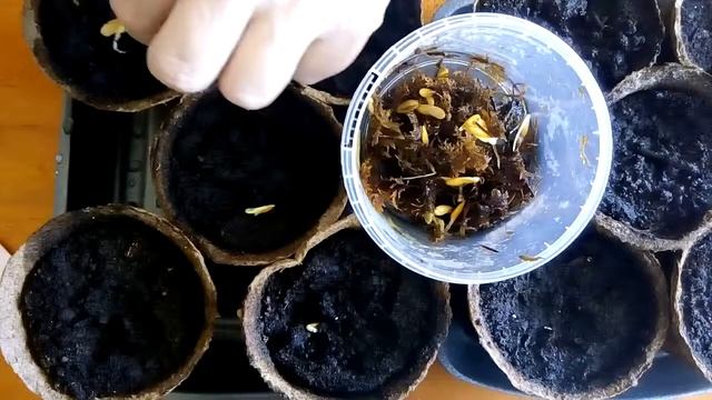 Проверяем и сажаем на рассаду в торфяные горшки замоченные семена дыни разных сортов