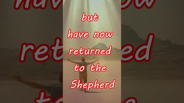 1 Peter 2:25 For like sheep we have gone astray  #sheep #lost #hope