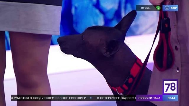 "Полезное утро" с ксолоитцкуинтли и их заводчиками