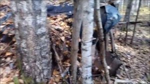 Поиск клюквенного болота в лесах Марий-Эл Килемарского района