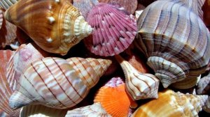 Морские Раковины Жемчуг Море
