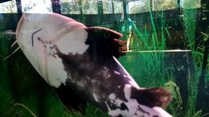 СОМ-КОШКА (аквариумная рыба, видео)