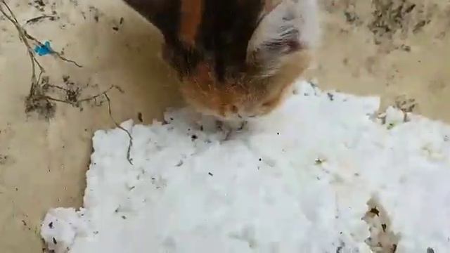 Котёнок[Читать Описание] смотреть онлайн