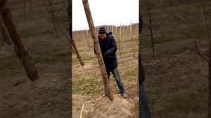 Подвязка столбов шпалер проволокой.