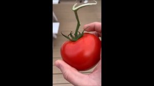 tomato.mov