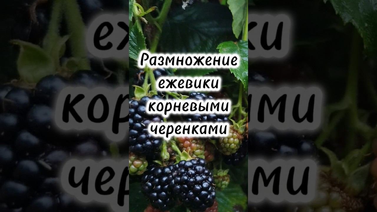 Как размножать ежевику в августе. Как размножать ежевику в августе