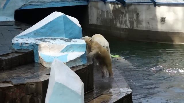 Медвежата разыгрались так, что маме Герде пришлось показать свой характер. смотреть онлайн