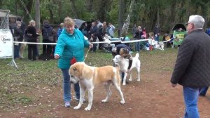 Выставка алабаев. СПб 24.09.2016. Выбор ЛЮ.