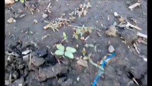 Ходы медведки в огороде