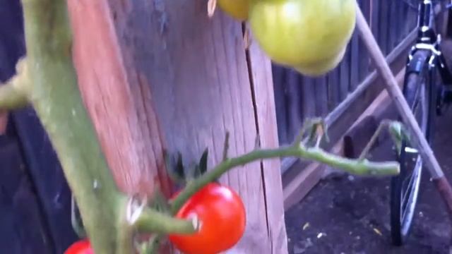 Tomato cluster. Red cherry смотреть онлайн