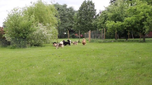 Finnish Lapphund Finnish Lapponian Dog Finnischer Lapphund Kennel Erimathi have fun смотреть онлайн