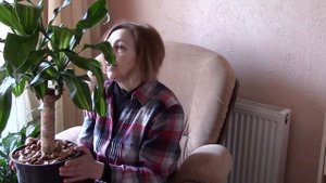 Драцена или юкка. Как отличить эти растения?