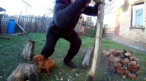 Как делается лук из одного куска древесины (1)