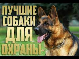 лучшие породы собак для охраны дома